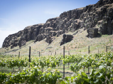 A rocky cliff hangs over several rows of green grape vines with posts under a blue sky.