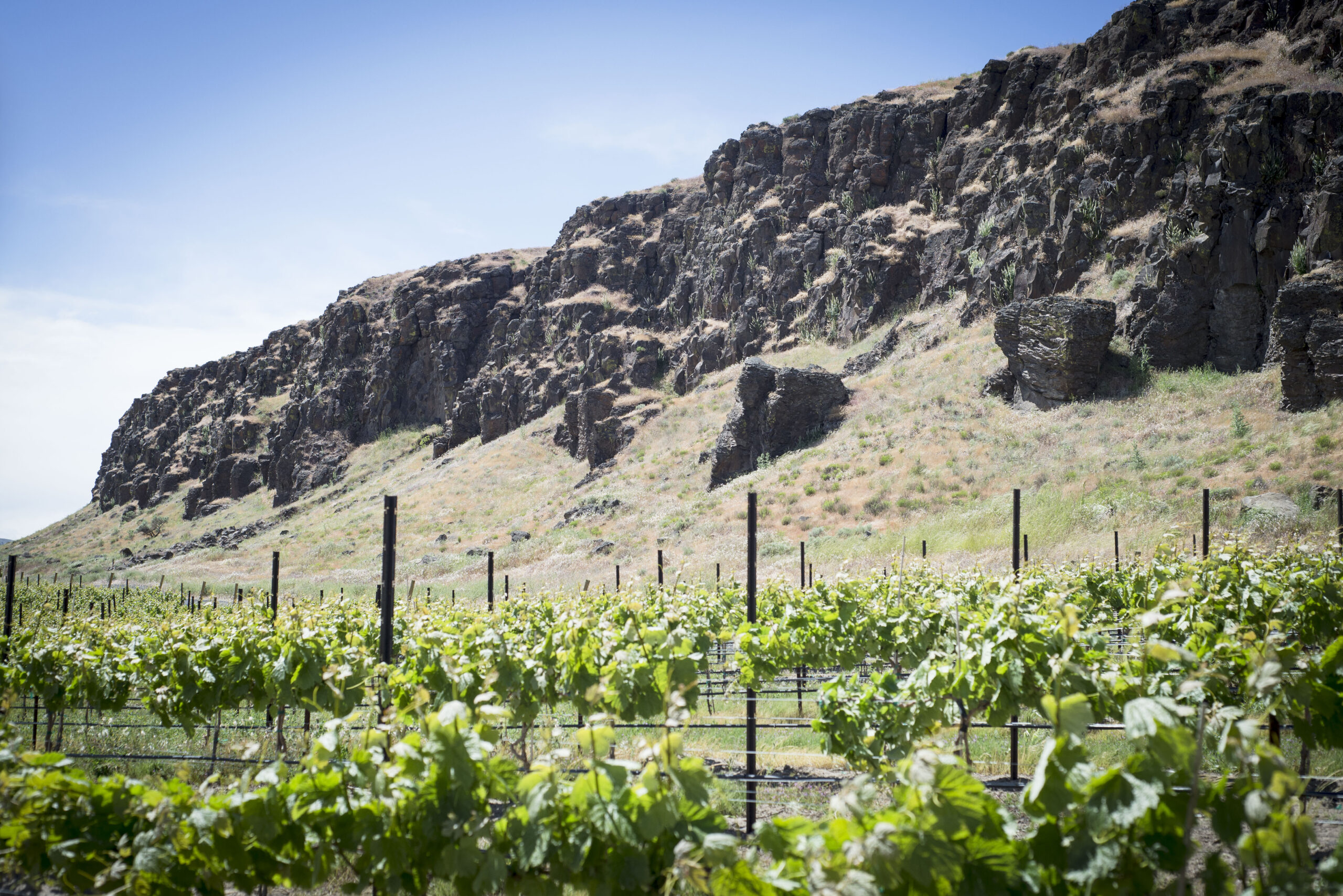 Bright green leaves of grape vines and wooden posts in the foreground with a rocky cliff behind. A bright blue sky is above and to the left of the cliff.