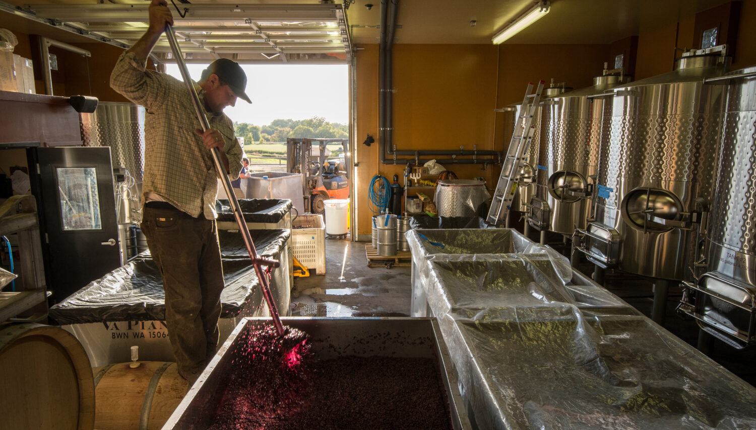 a man in a baseball cap pushes a long-handled tool into a tank full of red grapes in a winery.