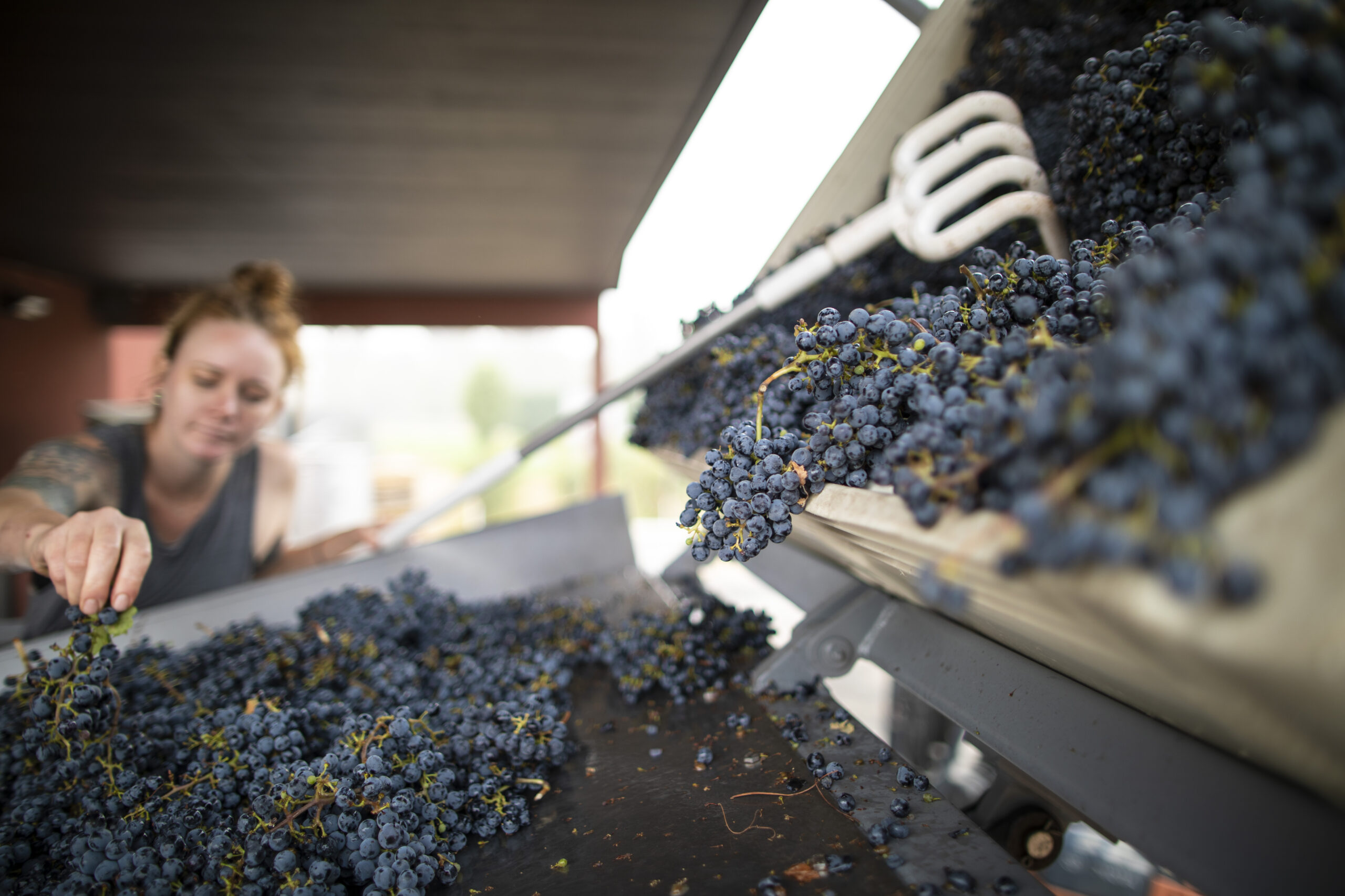 Washington Wine Reports Warm Year, Low Yields and Good Quality in 2021 Washington State Wine