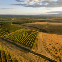 overhead picture of vineyards in late afternoon sun