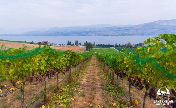 A vineyard over-looking Lake Chelan.